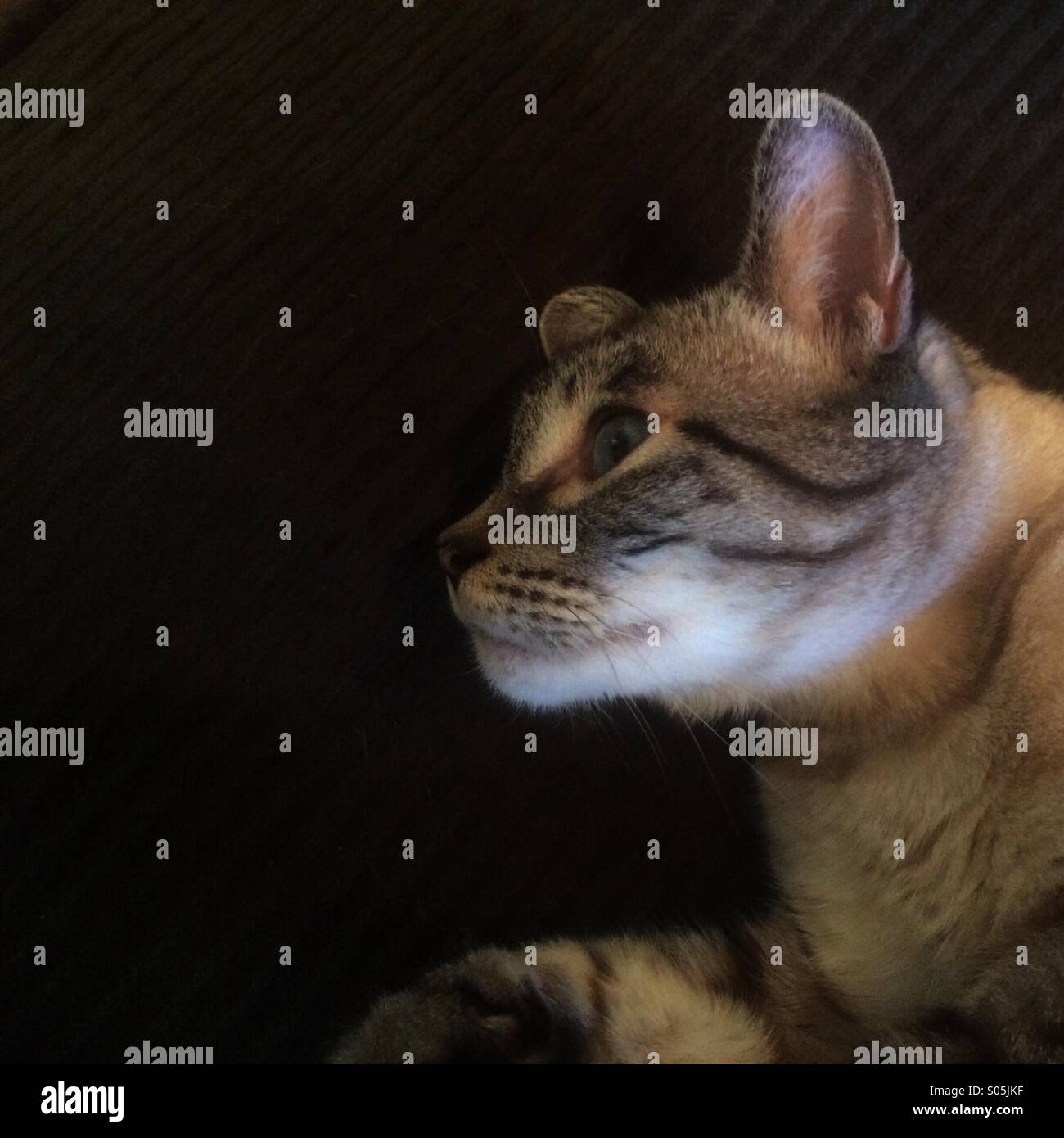 Tabby Point Siamese cat lying on a sofa and looking sideways. - Smartphone Captured Stock Image