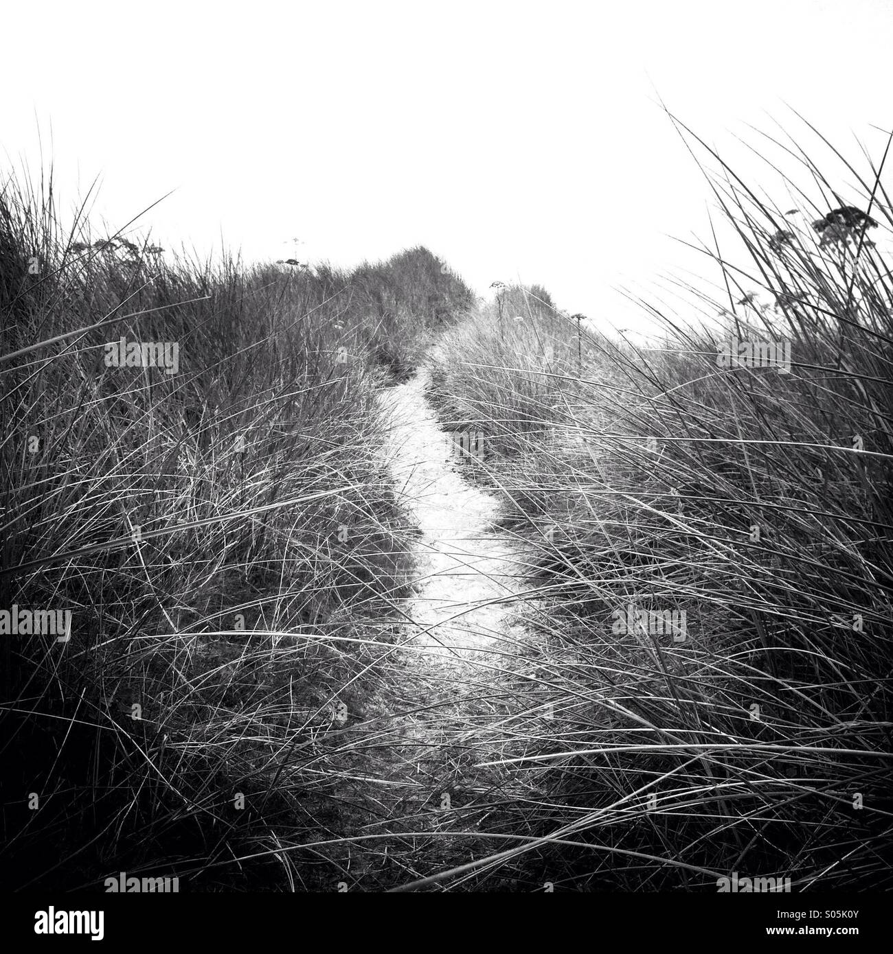 A path in between tall grass on a sand dune. Co Kerry, Ireland. - Smartphone Captured Stock Image