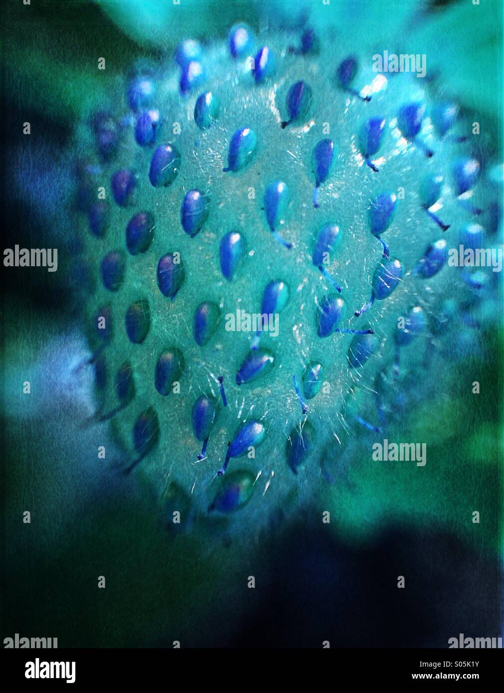 In ripe strawberry with blue effect Stock Photo - Alamy