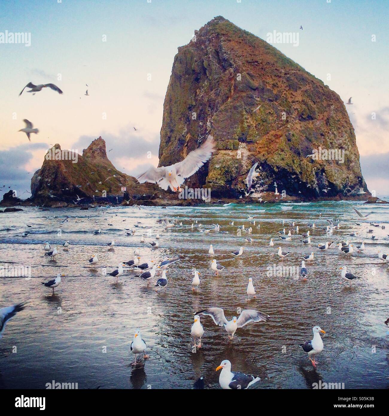 Gulls feeding on anchovies, Haystack Rock, Cannon Beach, Oregon Stock Photo