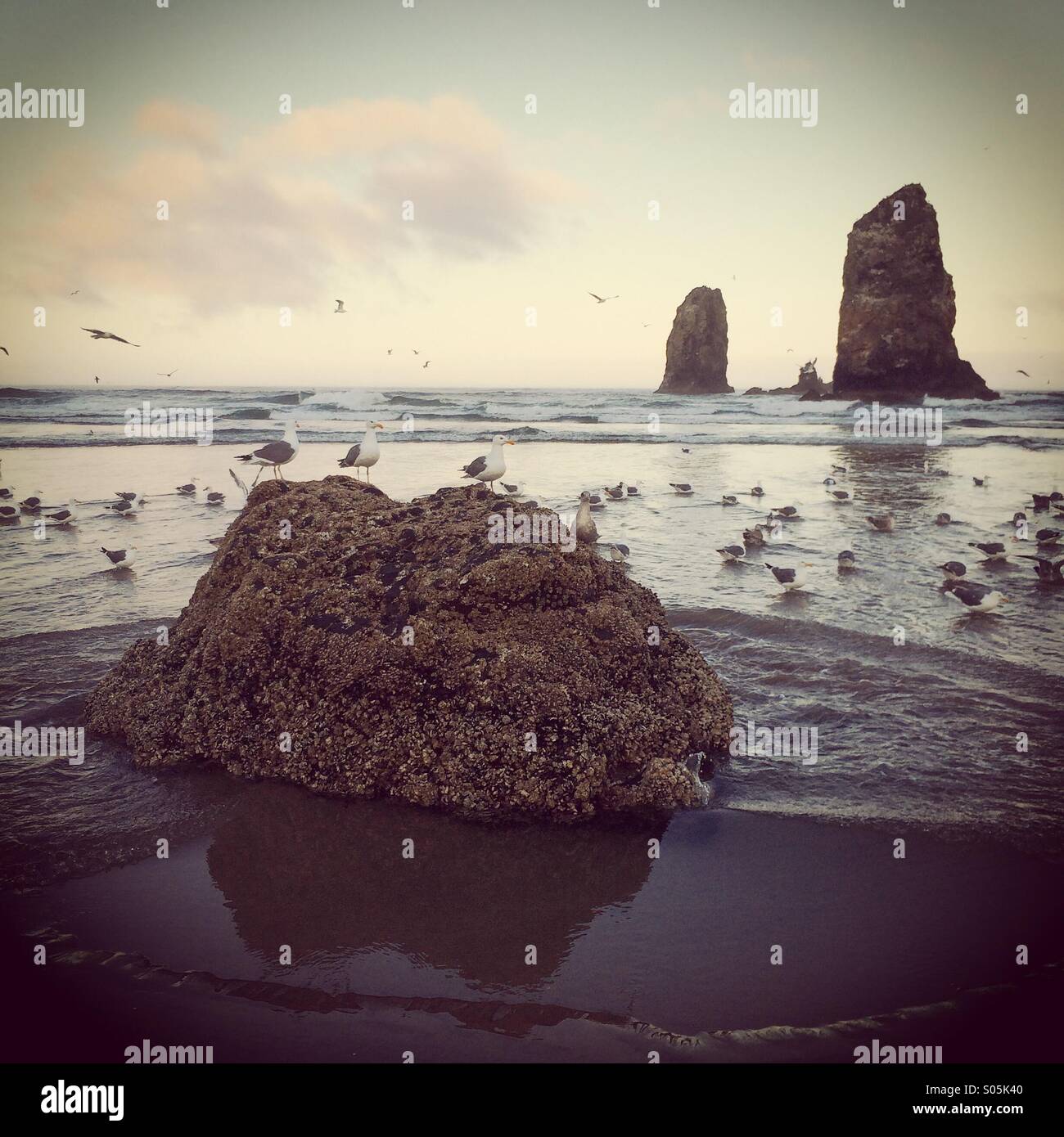 Dawn, Haystack Rock, Cannon Beach, Oregon - Smartphone Captured Stock Image
