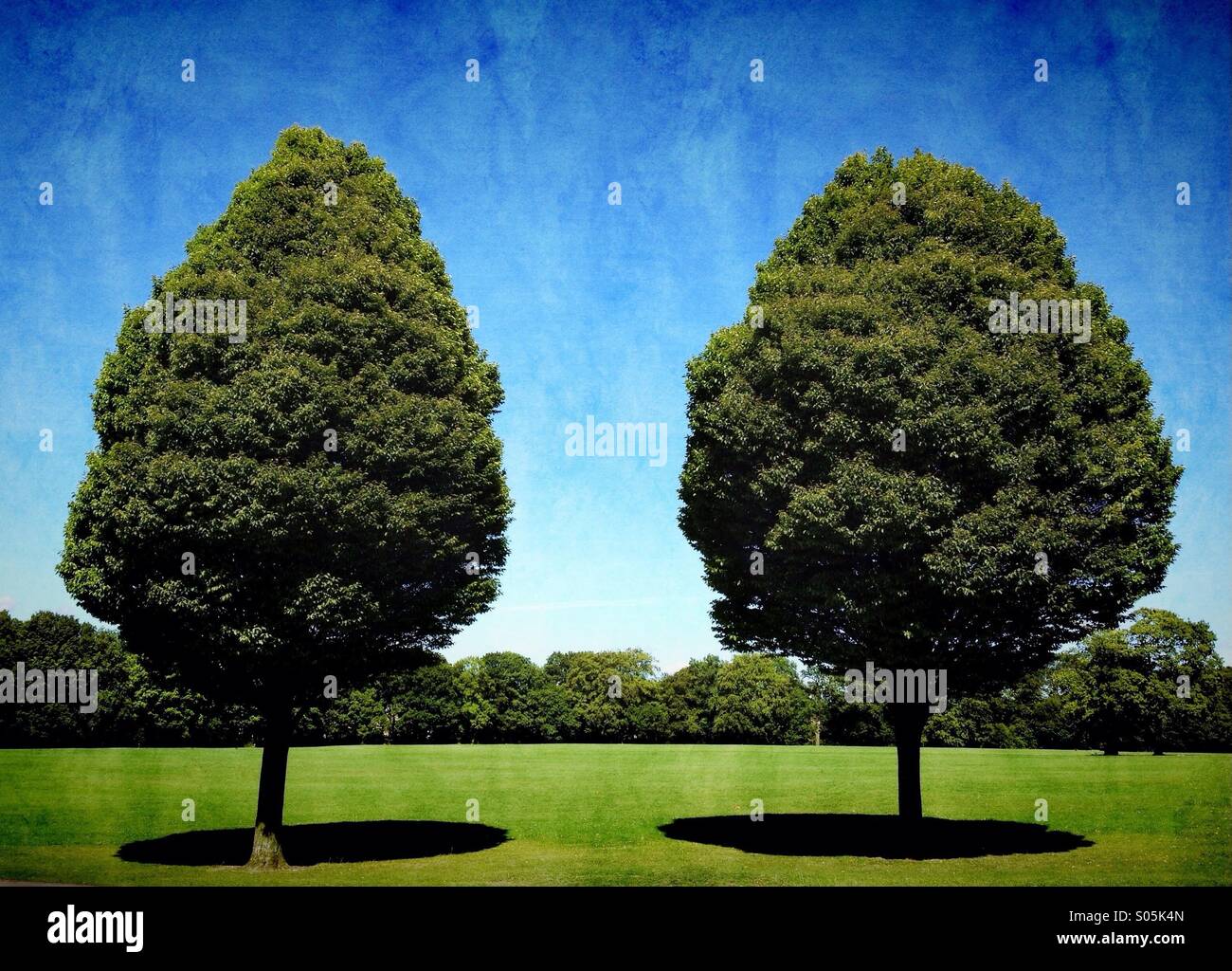 Two symmetrical trees Stock Photo - Alamy
