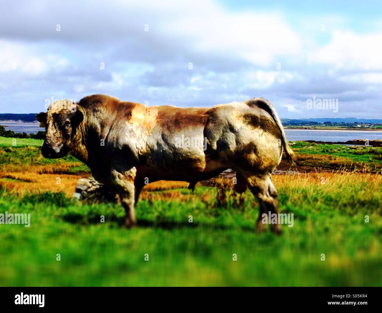 Bull#1 - Smartphone Captured Stock Image