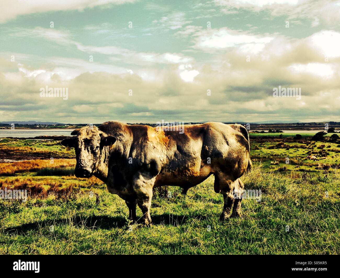 Bull#2 - Smartphone Captured Stock Image