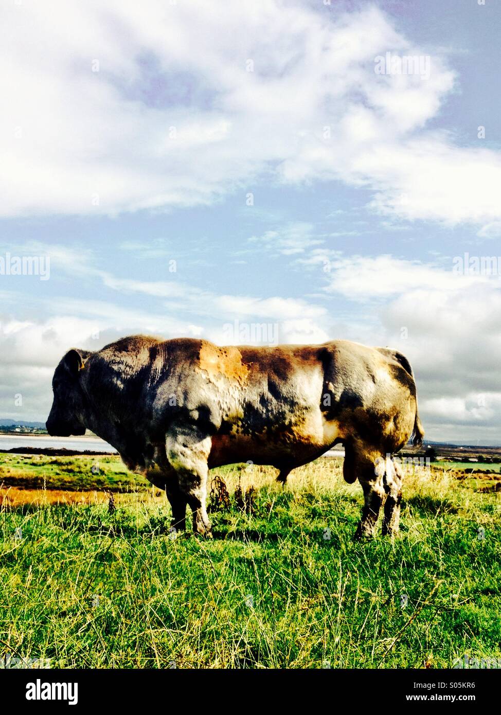 Bull#3 - Smartphone Captured Stock Image