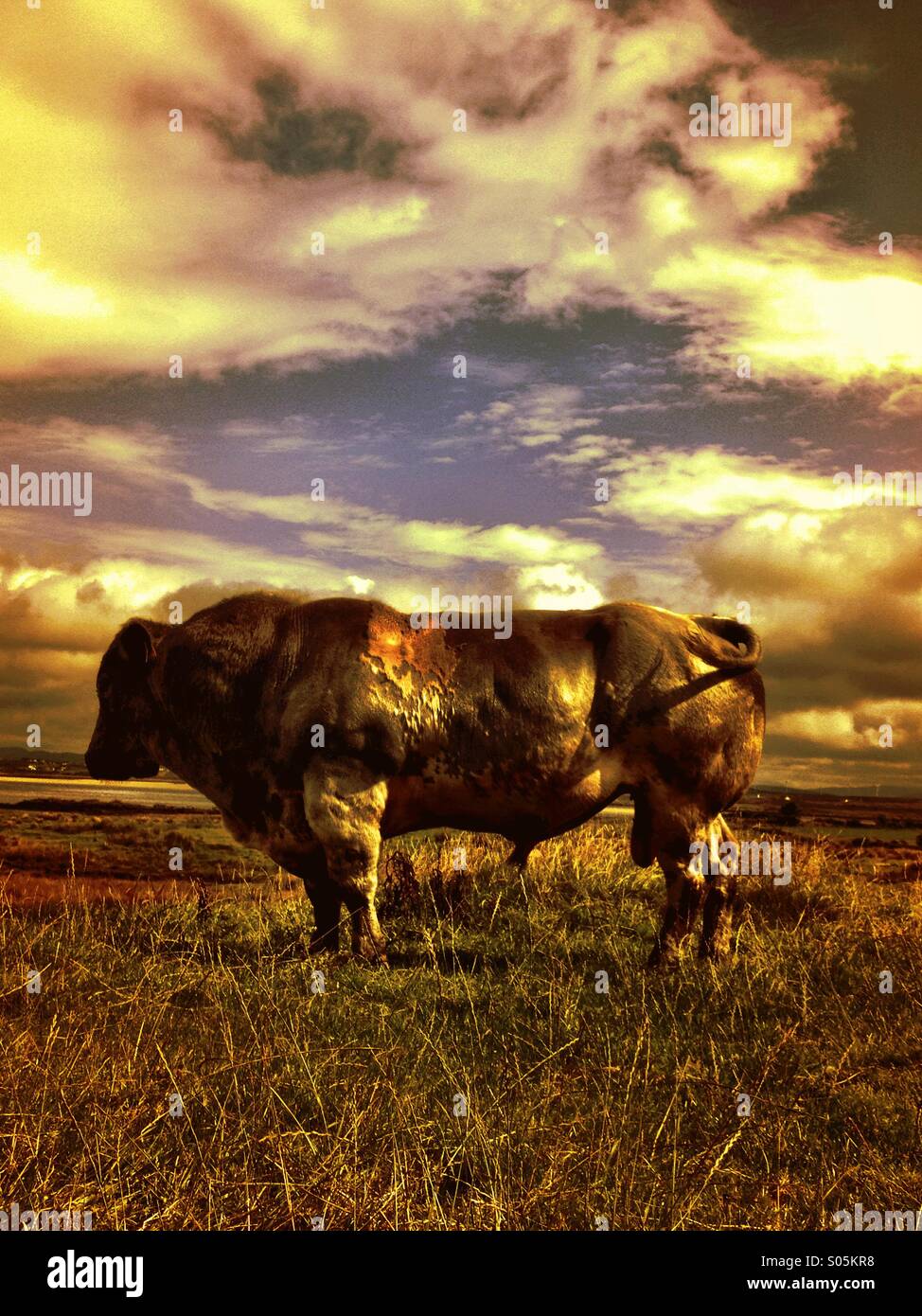 Bull#4 - Smartphone Captured Stock Image