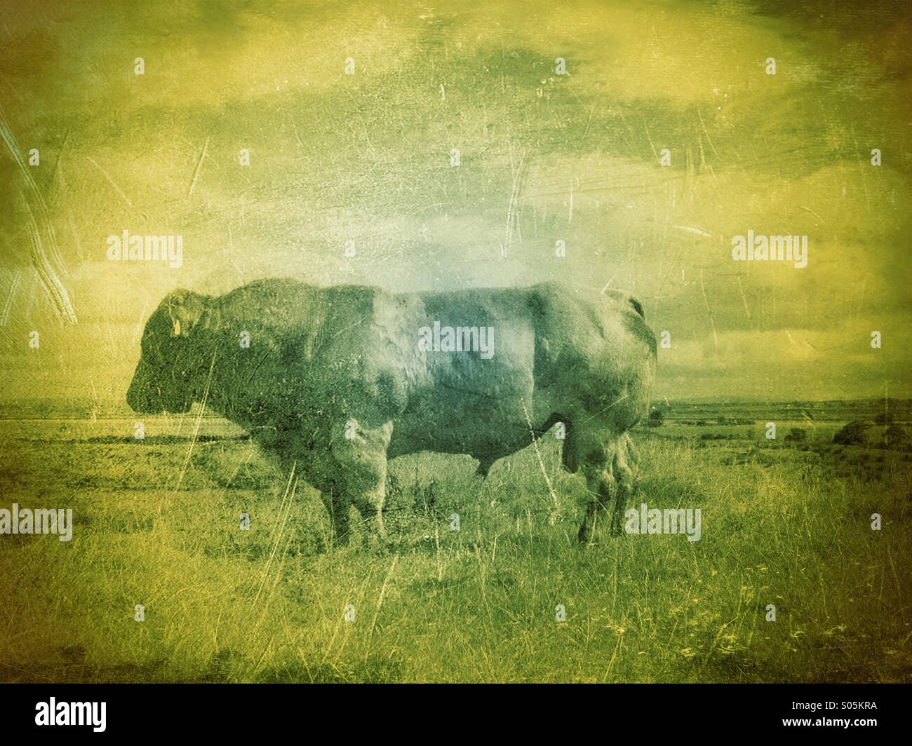 Bull#5 - Smartphone Captured Stock Image