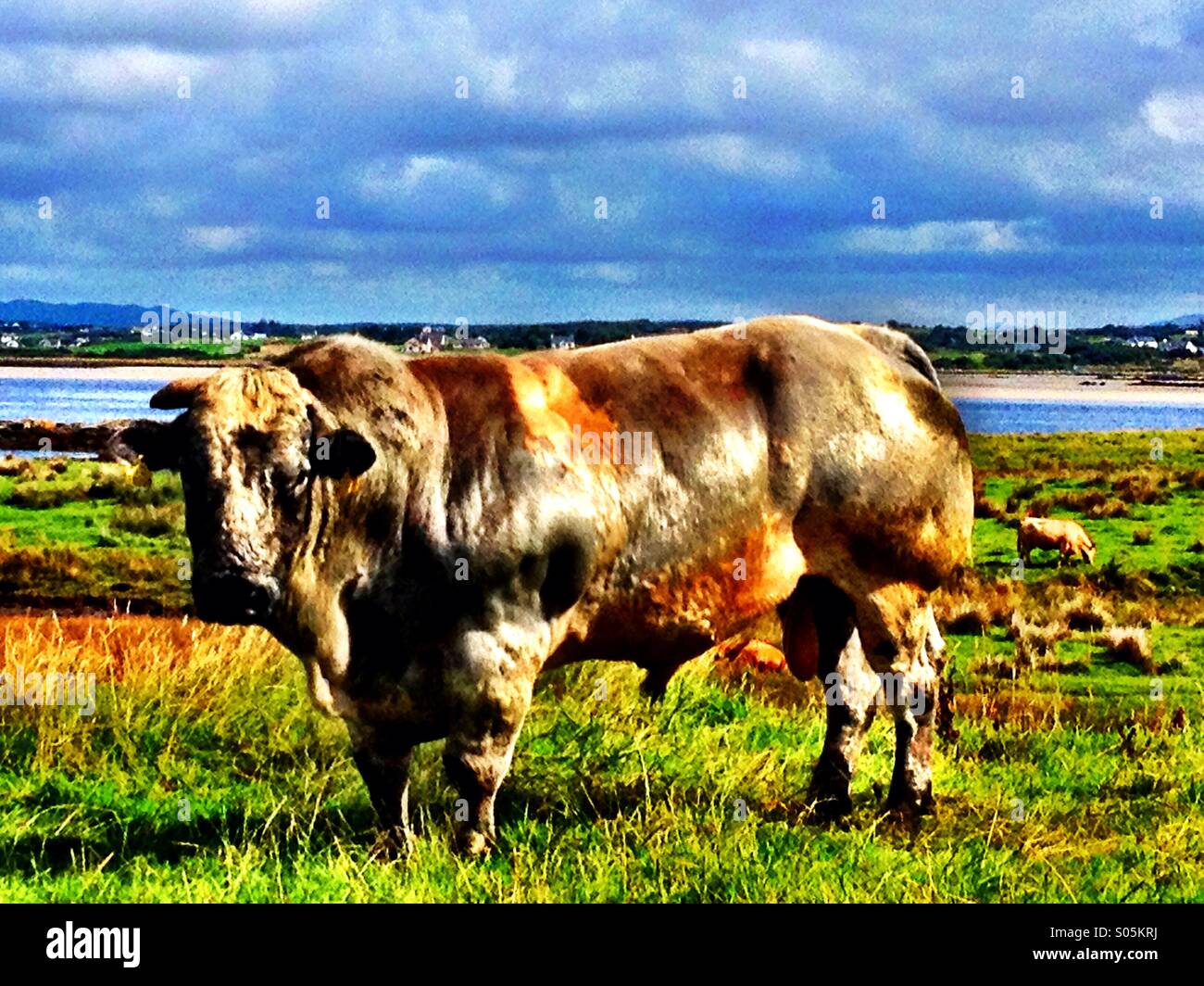 Bull#10 - Smartphone Captured Stock Image