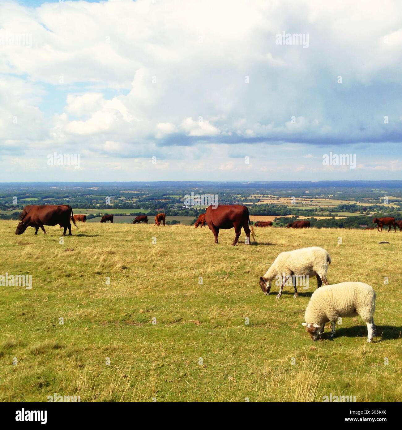Mixed grazing - cows and sheep graze together on a summer's day. Stock Photo