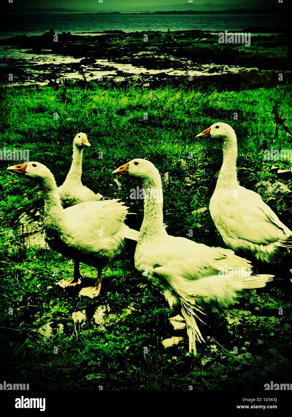 The Gaggle - Smartphone Captured Stock Image