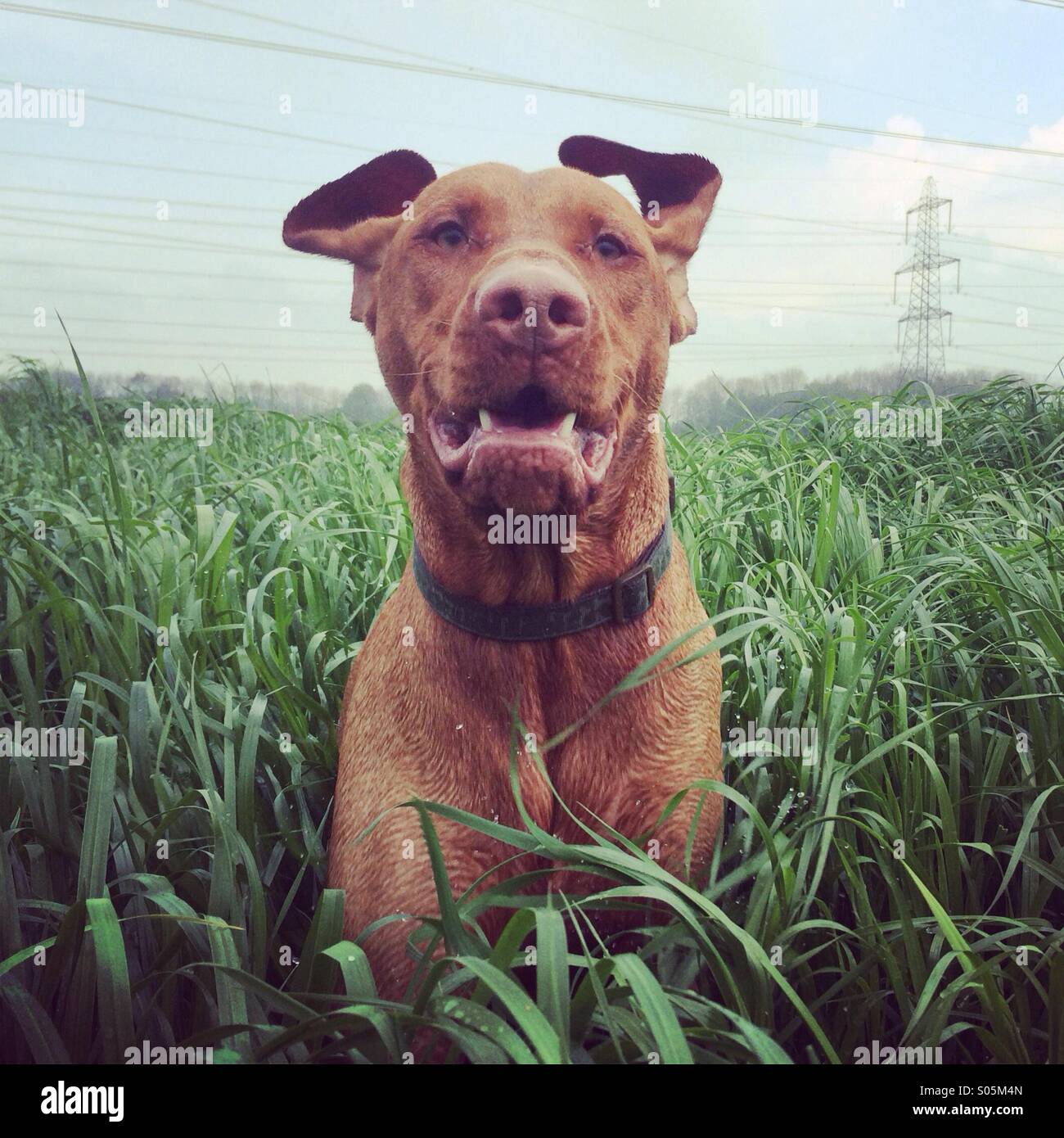 Happy dog Stock Photo
