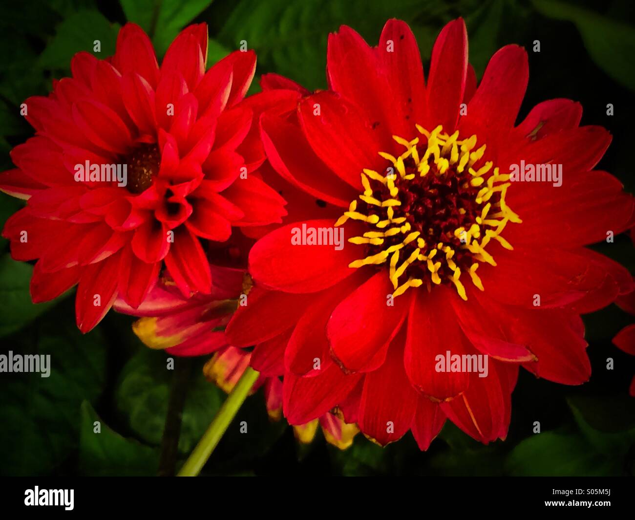 Two red chrysanthemums Stock Photo