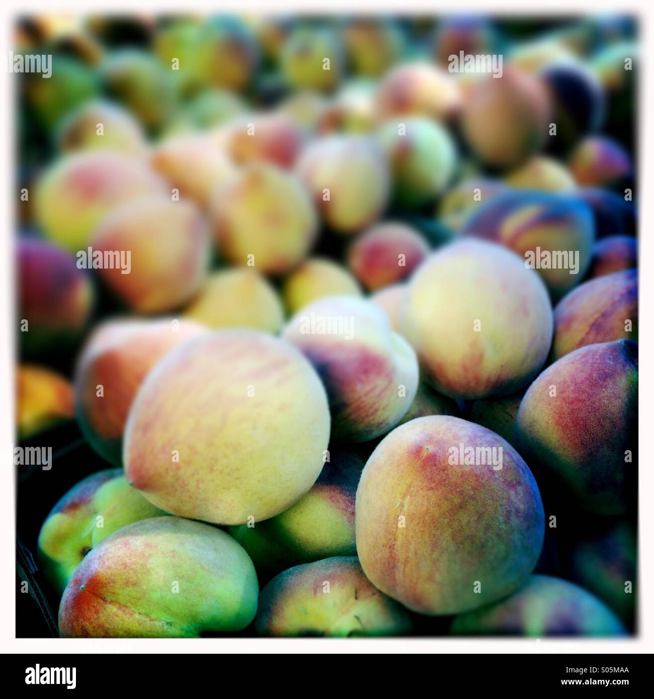 Peaches in Modesto, California. - Smartphone Captured Stock Image