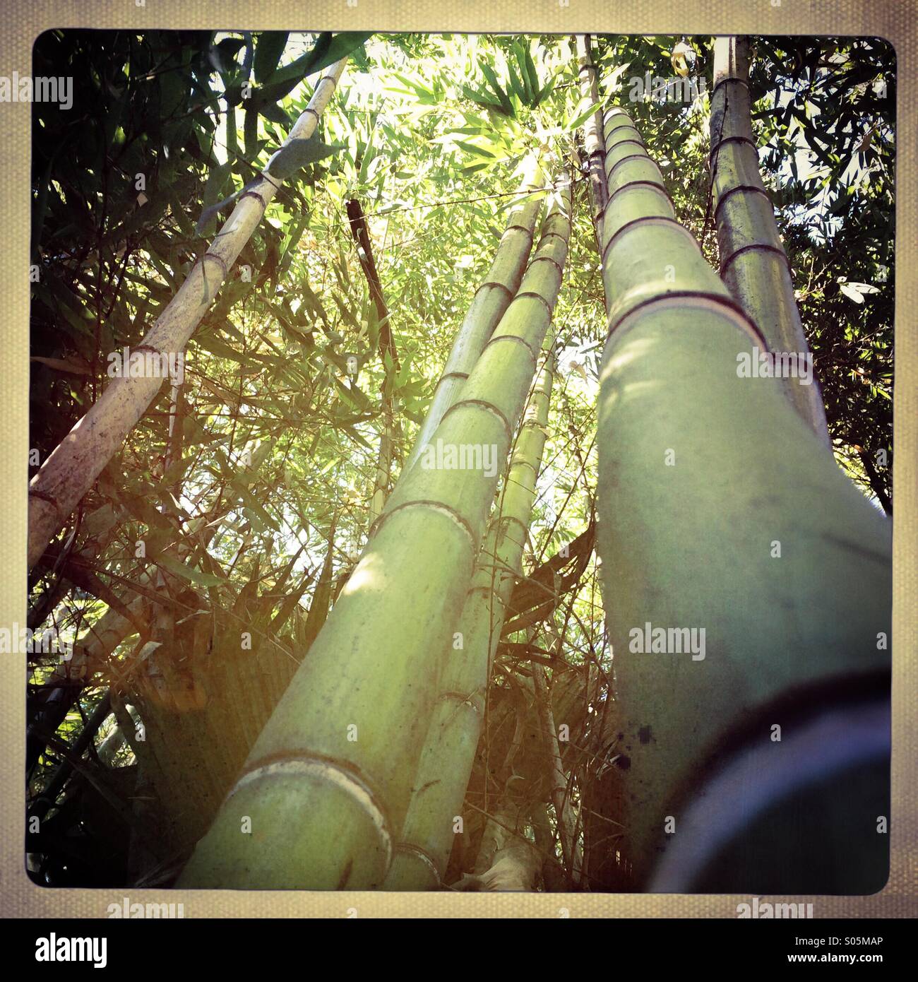 Bamboo forest - Smartphone Captured Stock Image