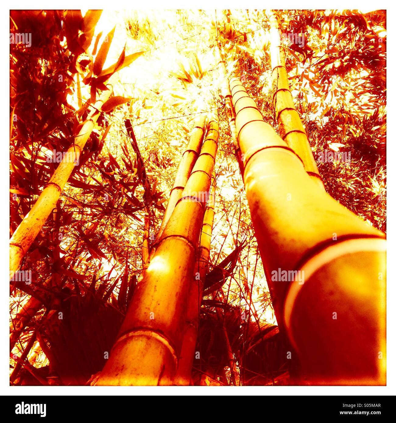 Bamboo forest - Smartphone Captured Stock Image