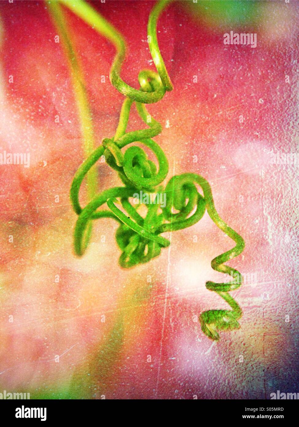 Close up of sweet pea tendrils - Smartphone Captured Stock Image