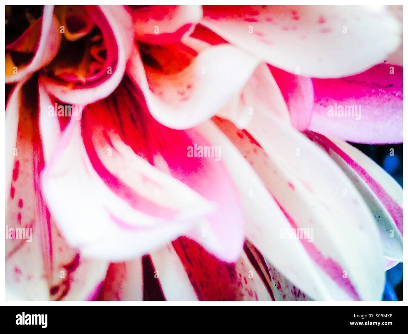 Chrysanthemum petals close up Stock Photo