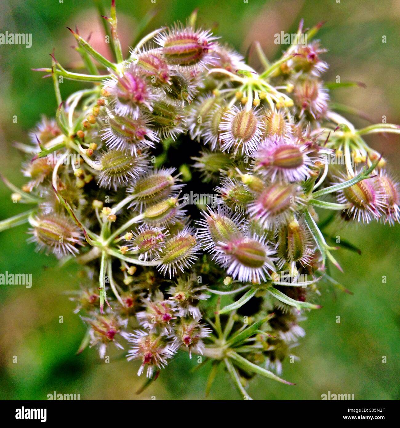 Queen Anne's Lace, gone to seed. Stock Photo