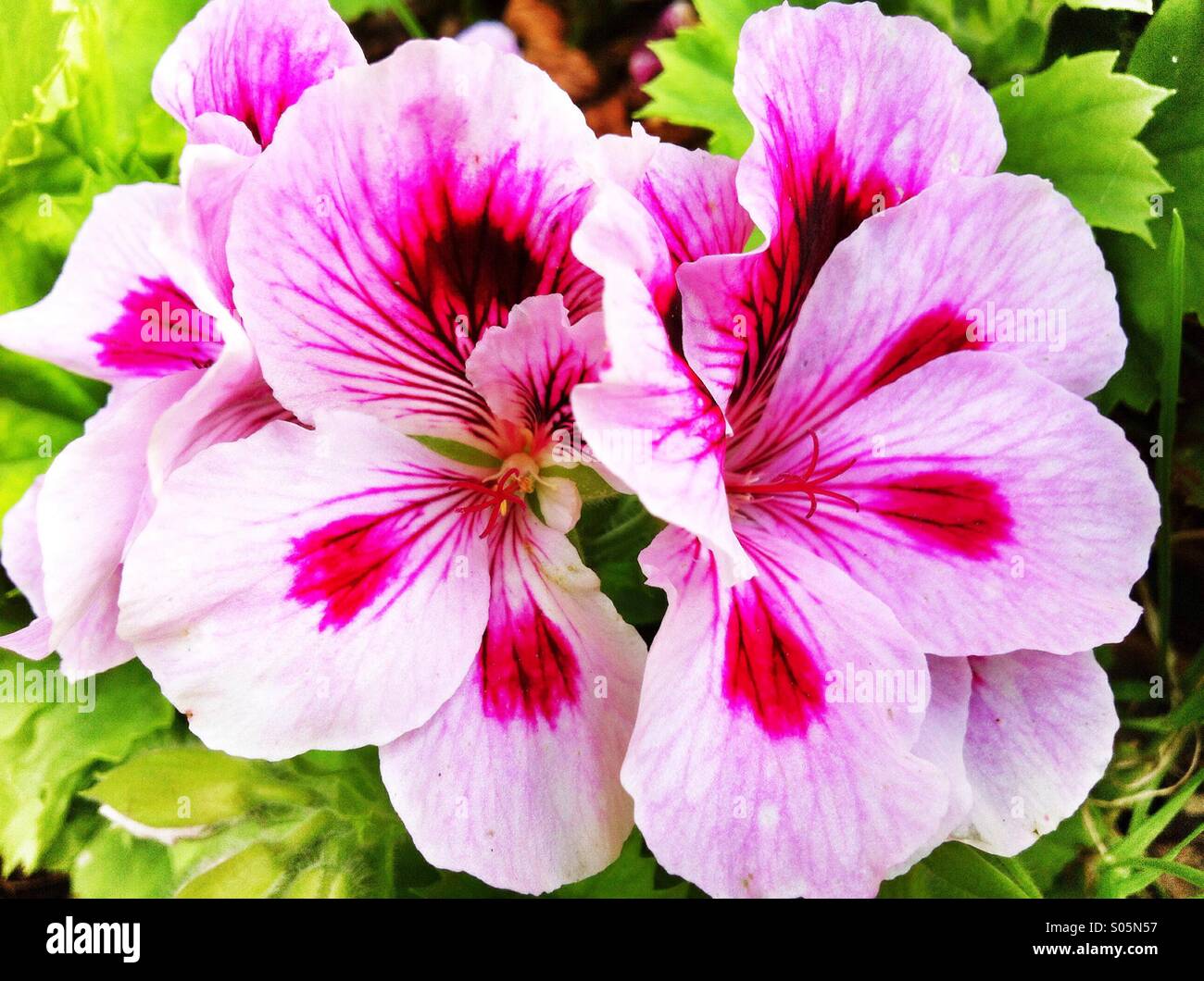 White pink geranium flowers Stock Photo Alamy