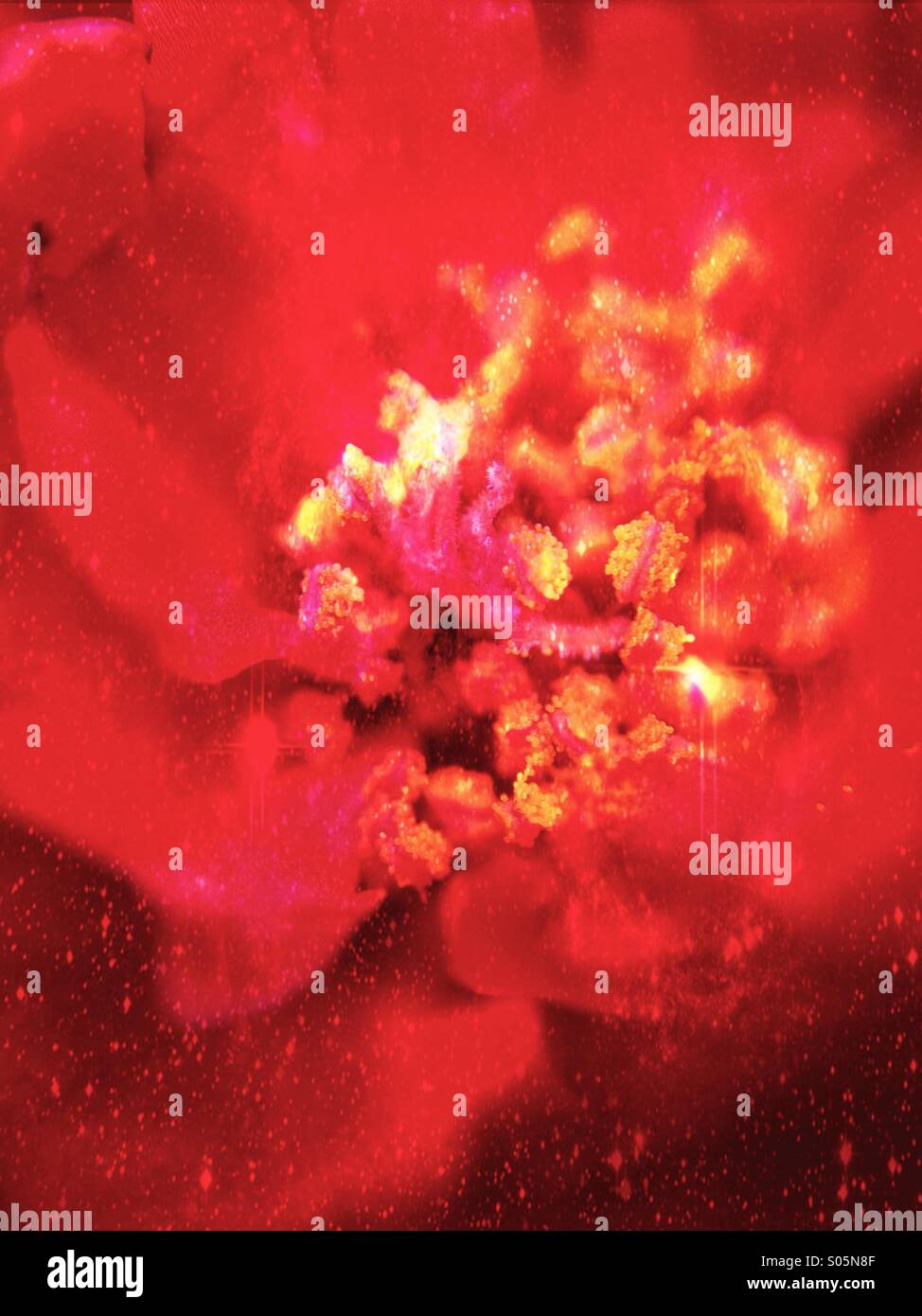 Close up of a rock rose flower - Smartphone Captured Stock Image