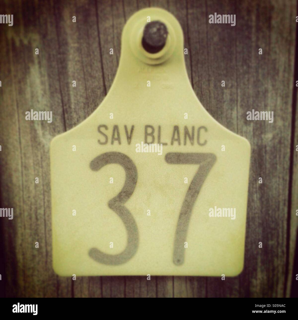 Tag for Sauvignon Blanc at the end of a row of grapes in a vineyard - Smartphone Captured Stock Image