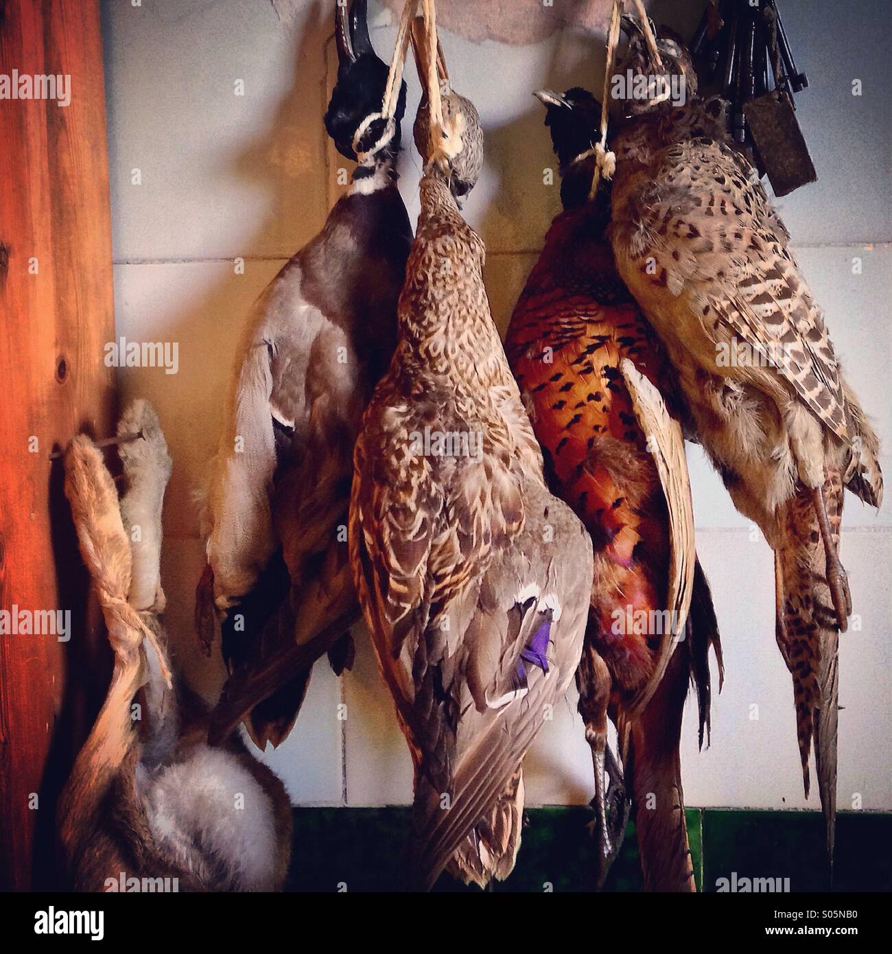 Game birds and a rabbit hanging in a kitchen Stock Photo