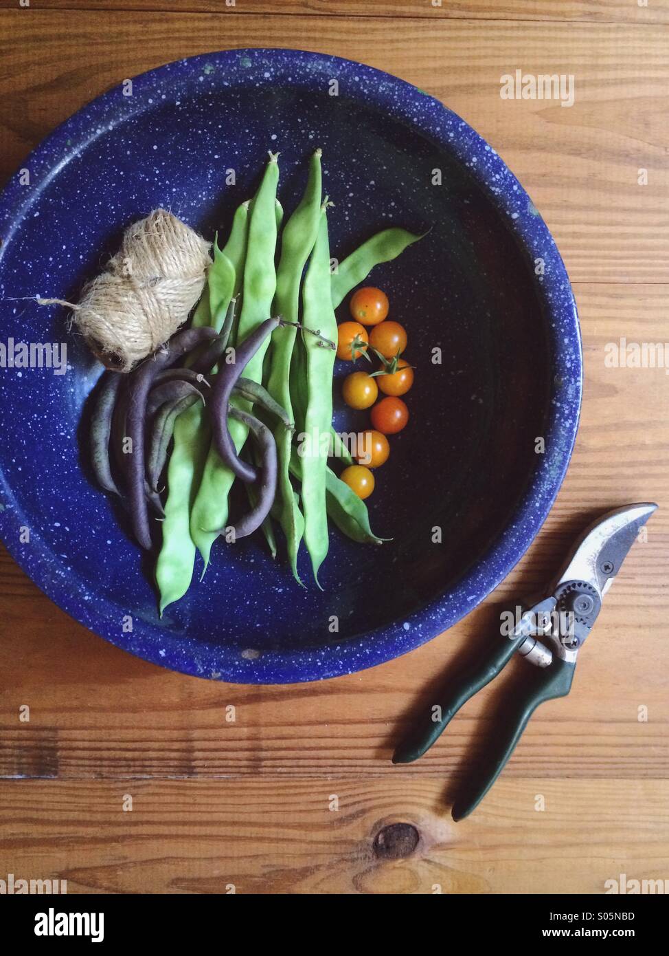 String beans and tomatoes harvested from an urban vegetable garden. - Smartphone Captured Stock Image