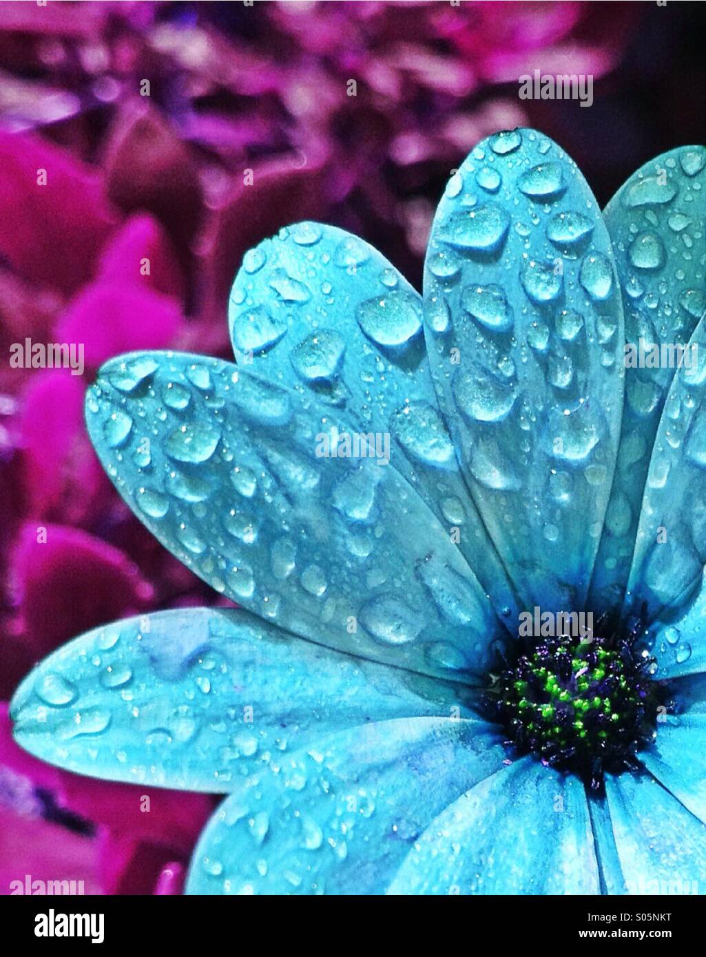 Cape daisy - Smartphone Captured Stock Image