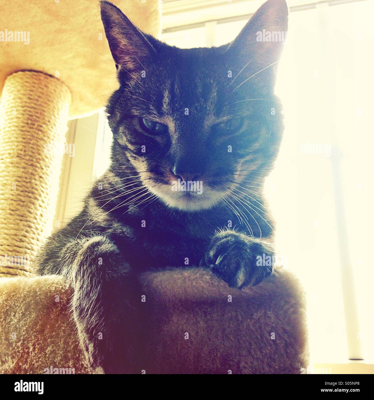 Cat on his tower. - Smartphone Captured Stock Image