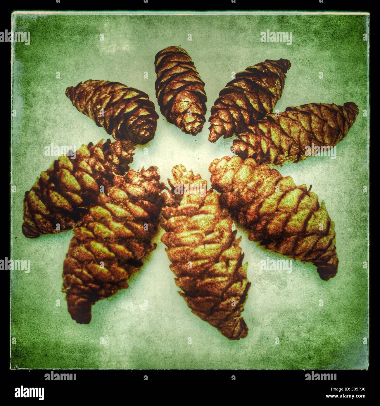 Pine Cones - Smartphone Captured Stock Image