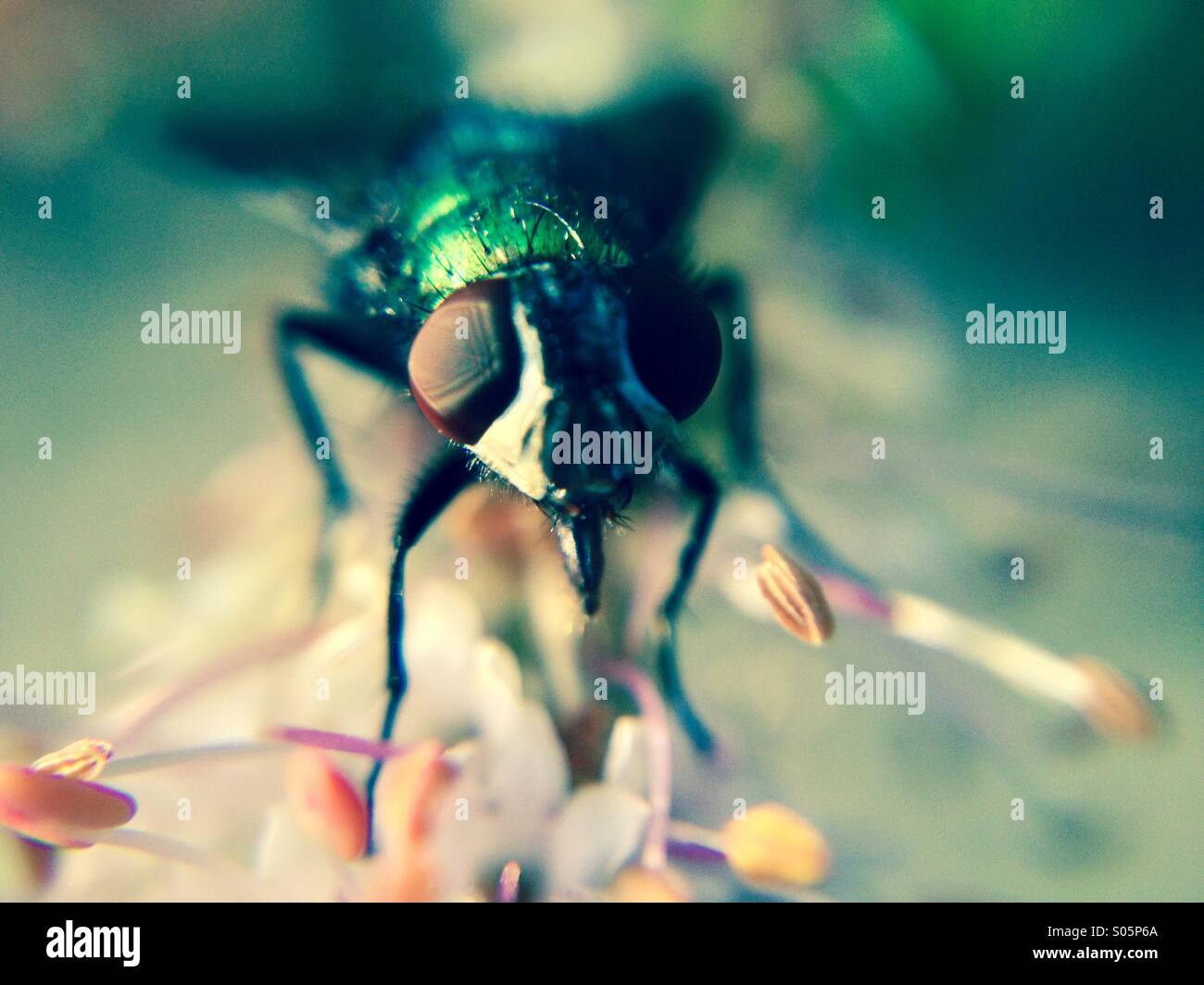 Close up of a greenbottle fly - Smartphone Captured Stock Image