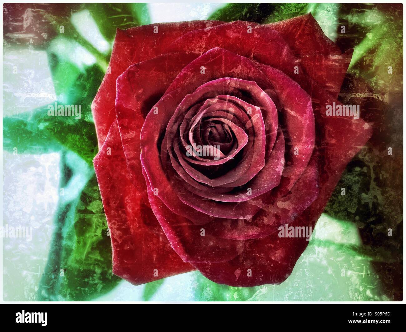 Open red rose. - Smartphone Captured Stock Image