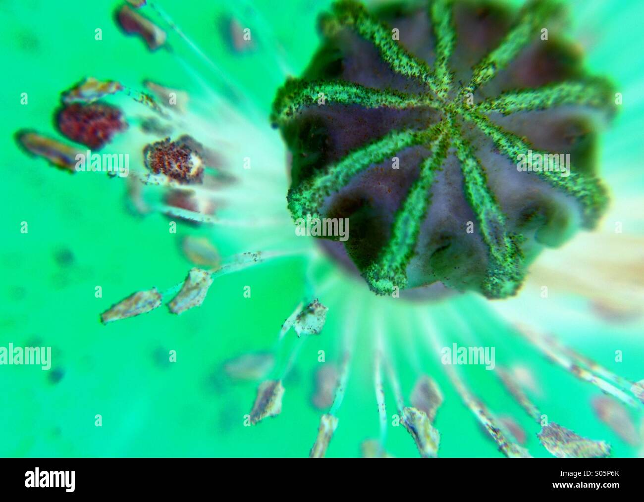 Abstract photo of a poppy Stock Photo - Alamy