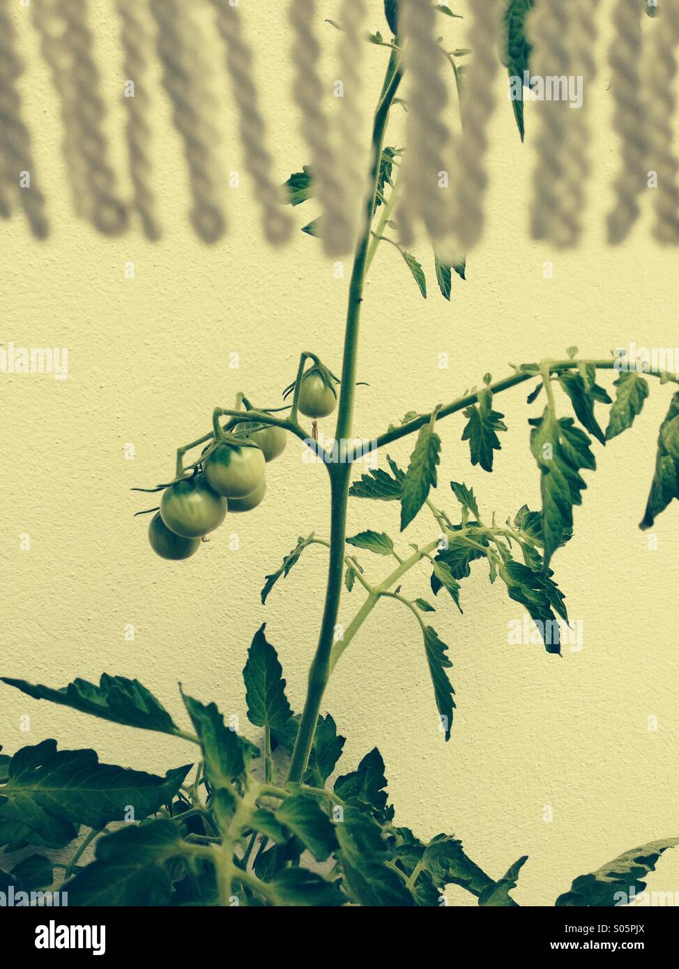 Tomatenpflanze hinter Sonnenschirm Stock Photo