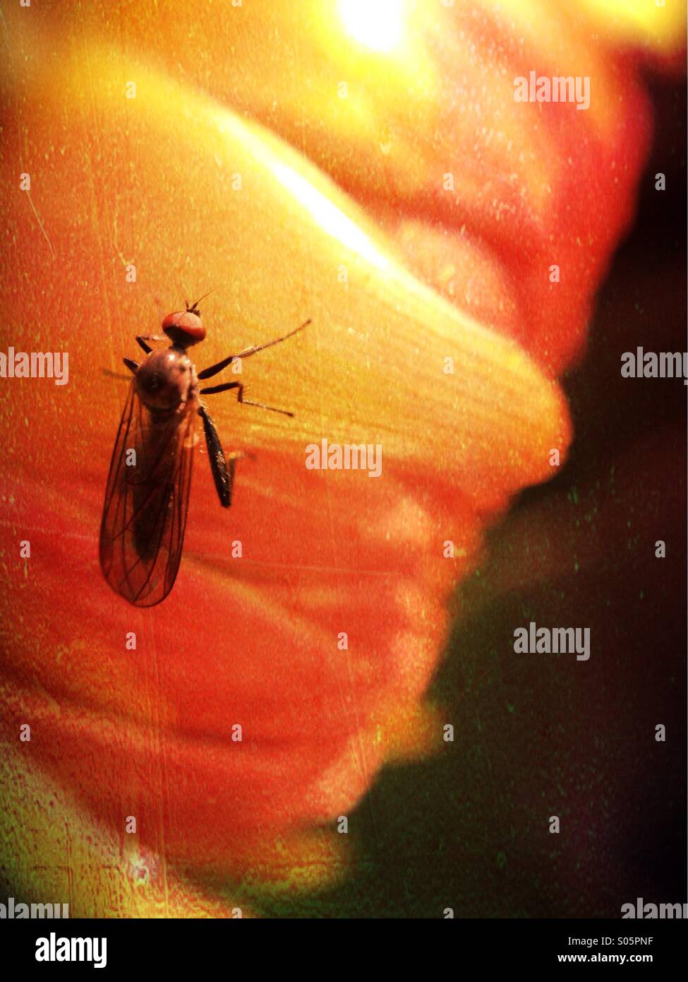 Close up of a fly on flower petals - Smartphone Captured Stock Image