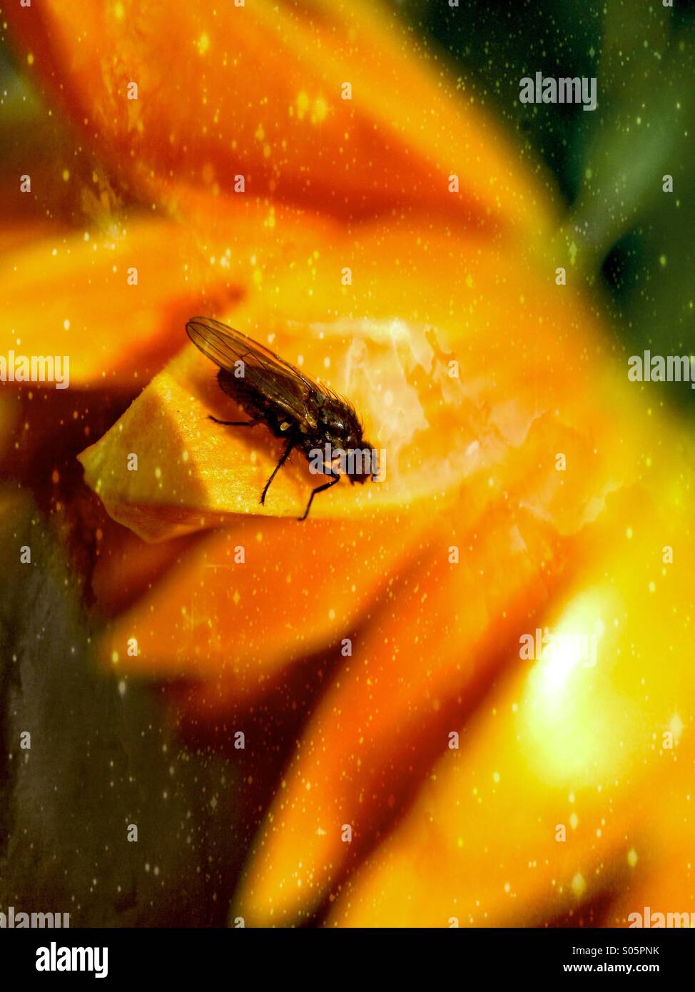 Close up of a fly on flower petals - Smartphone Captured Stock Image
