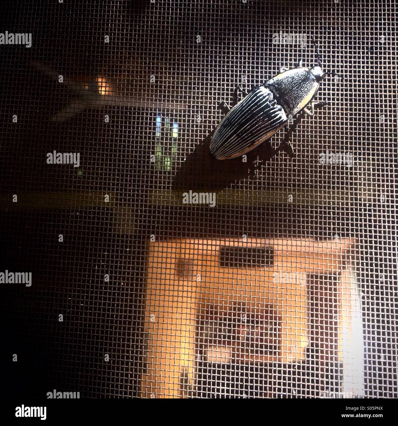A silver bug perchs on a mosquito net in Hotel Puerta Calakmul, in Calakmul Biosphere Reserve, Campeche, Yucatan Peninsula, Mexico - Smartphone Captured Stock Image