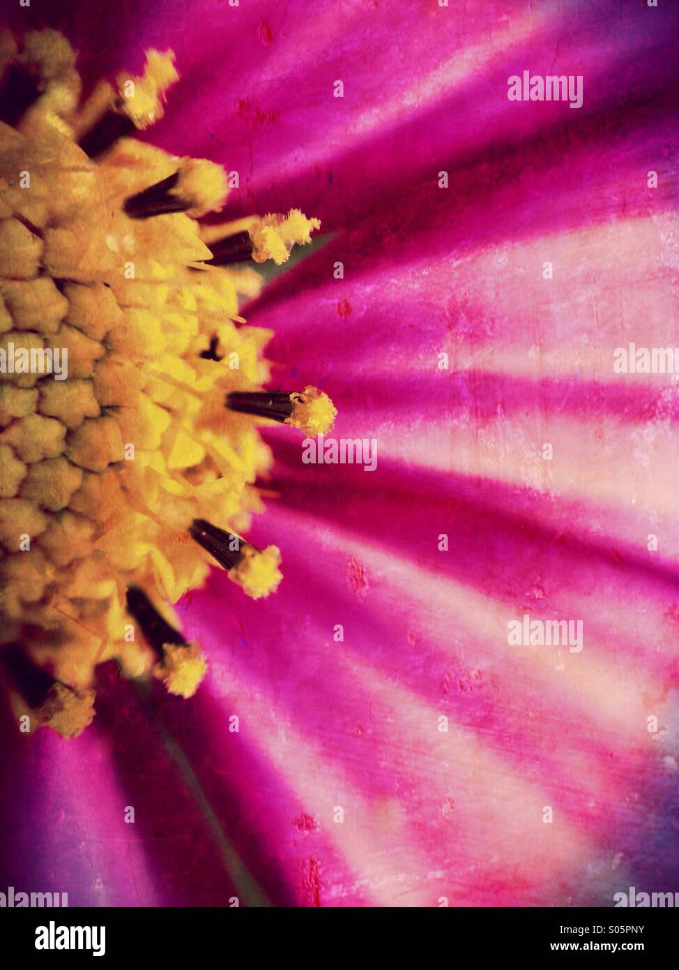 Close up of a dahlia Stock Photo