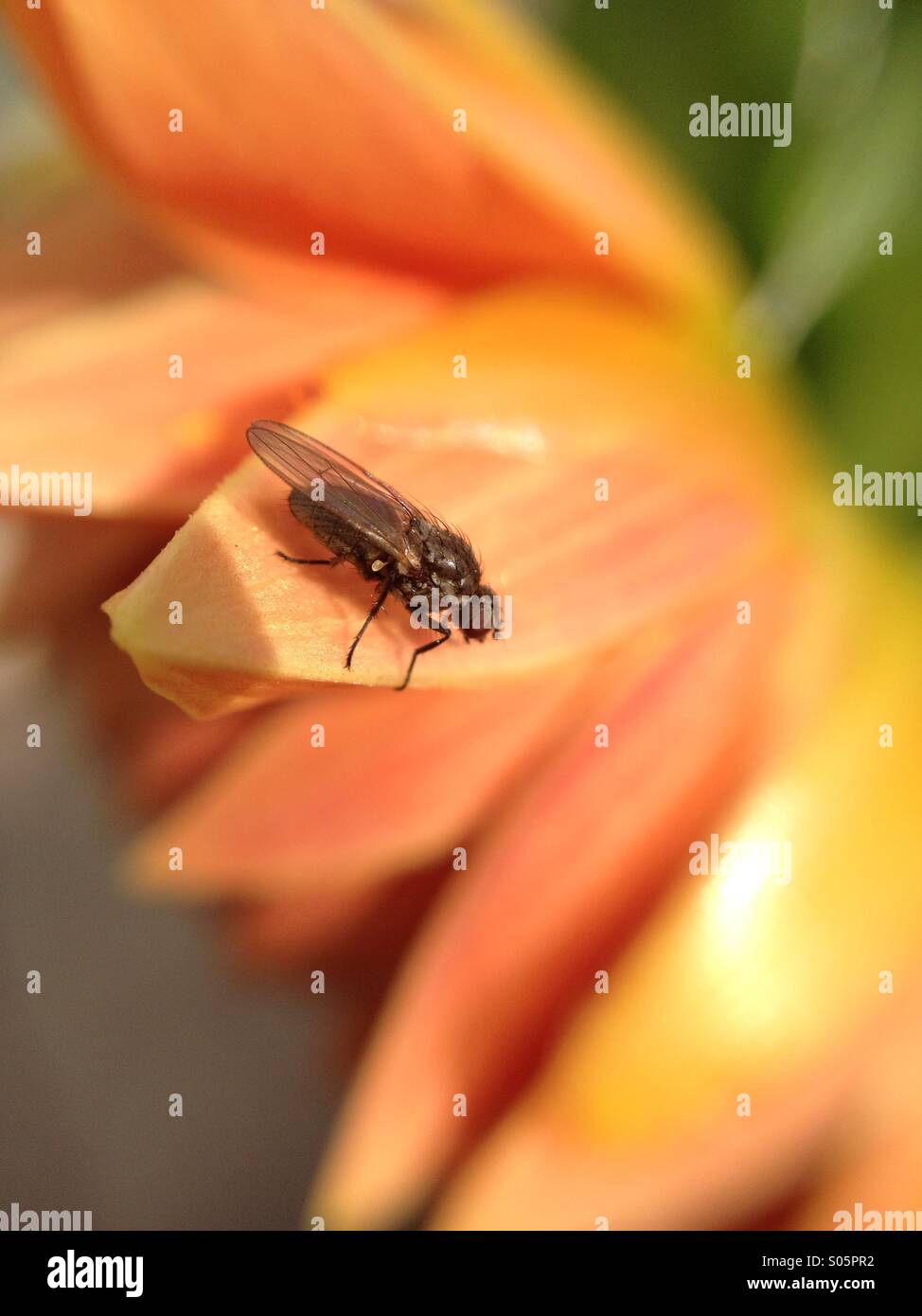 Close up of a fly on petals Stock Photo