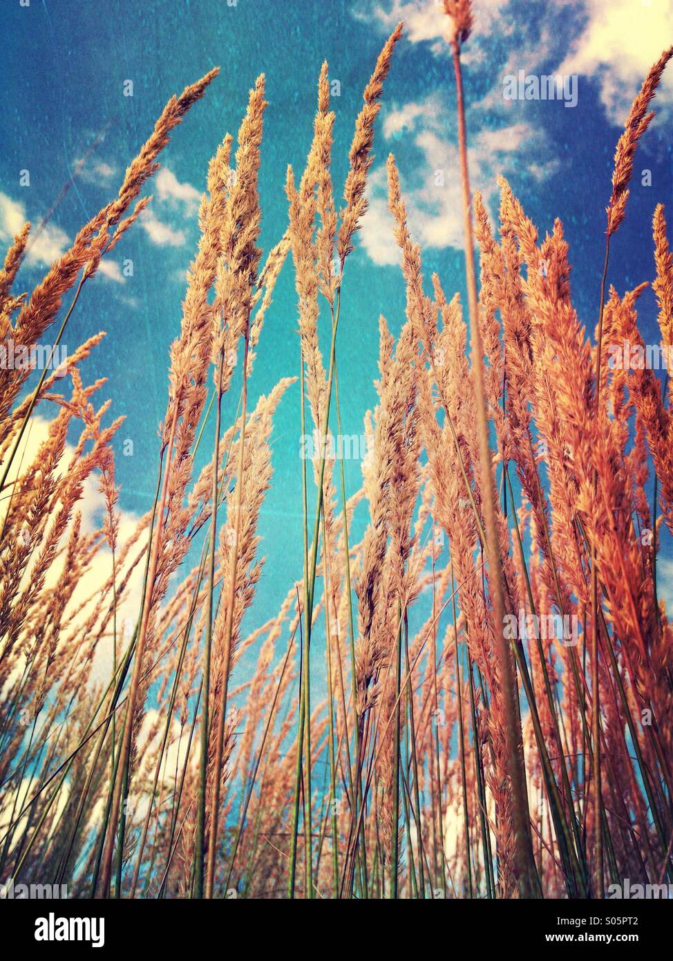 Decorative grass with blue sky Stock Photo