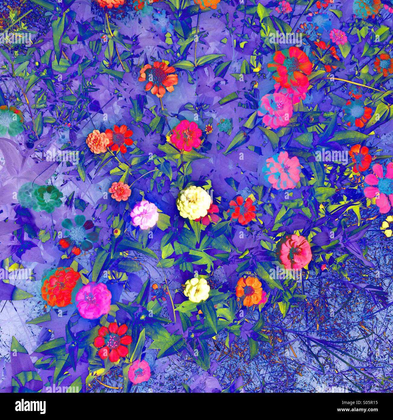 A colourful background of flowers. Stock Photo