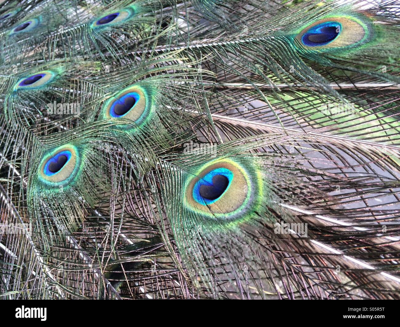 Close up of Peacock feathers while displaying its plumage - Smartphone Captured Stock Image