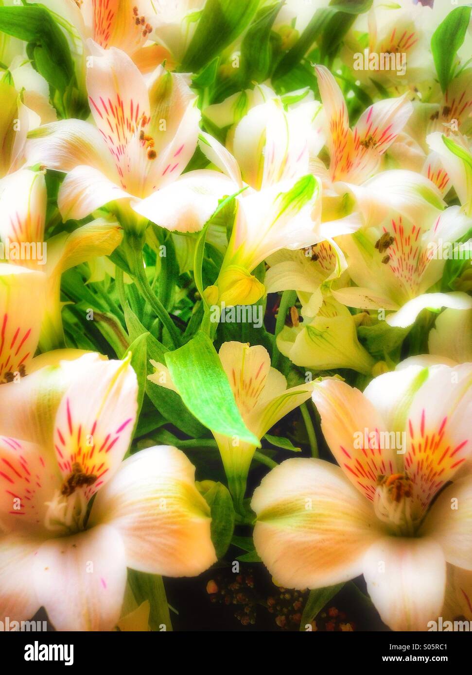A bouquet of white flowers - Smartphone Captured Stock Image