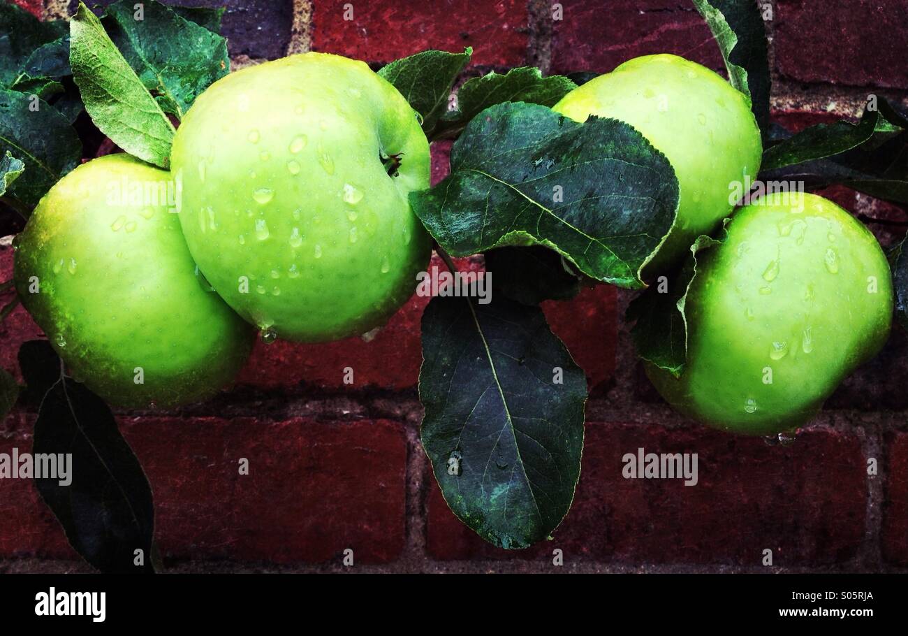 Golden Spire apples in rain - Smartphone Captured Stock Image