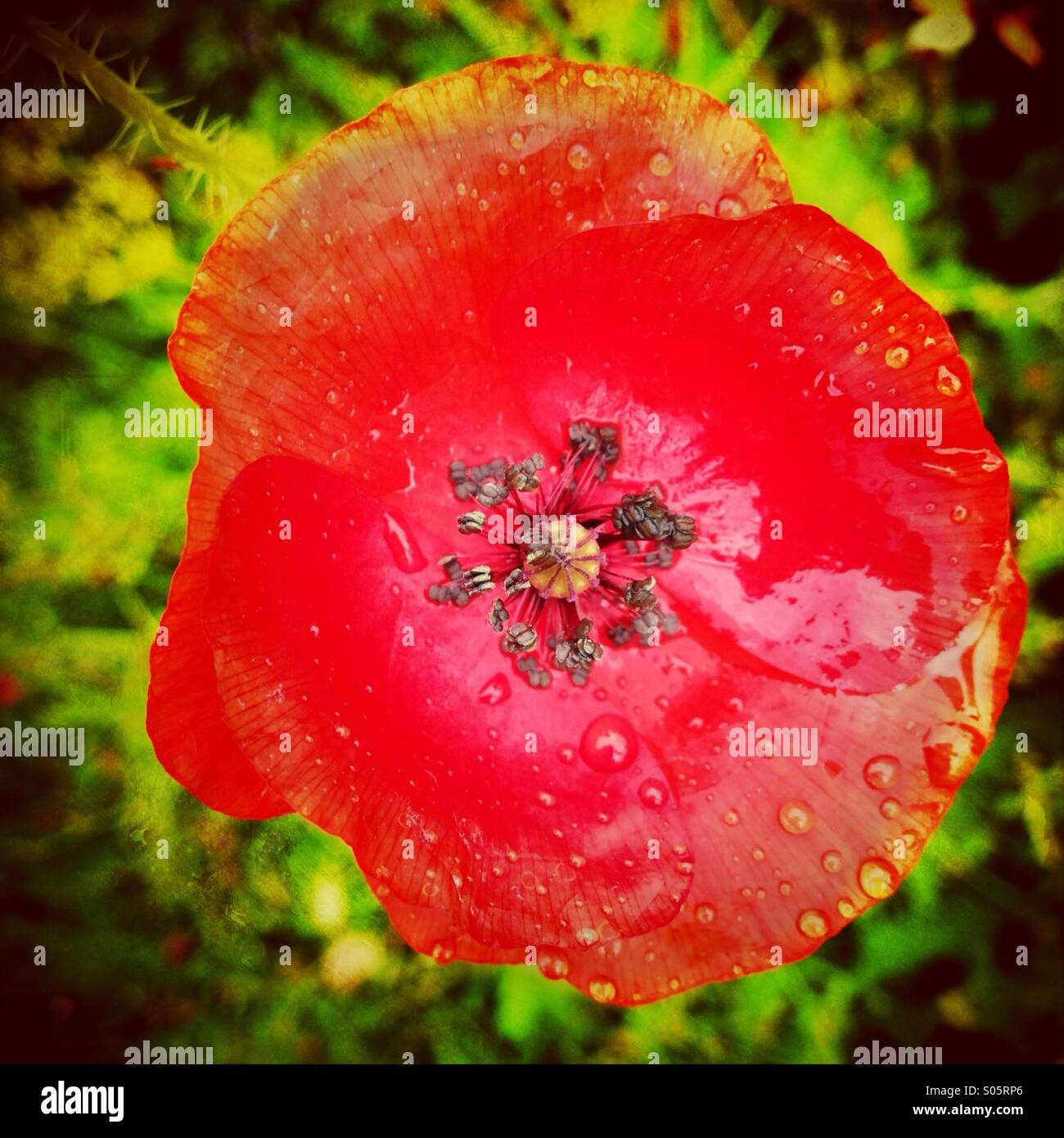 Detail of poppy in rain Stock Photo - Alamy