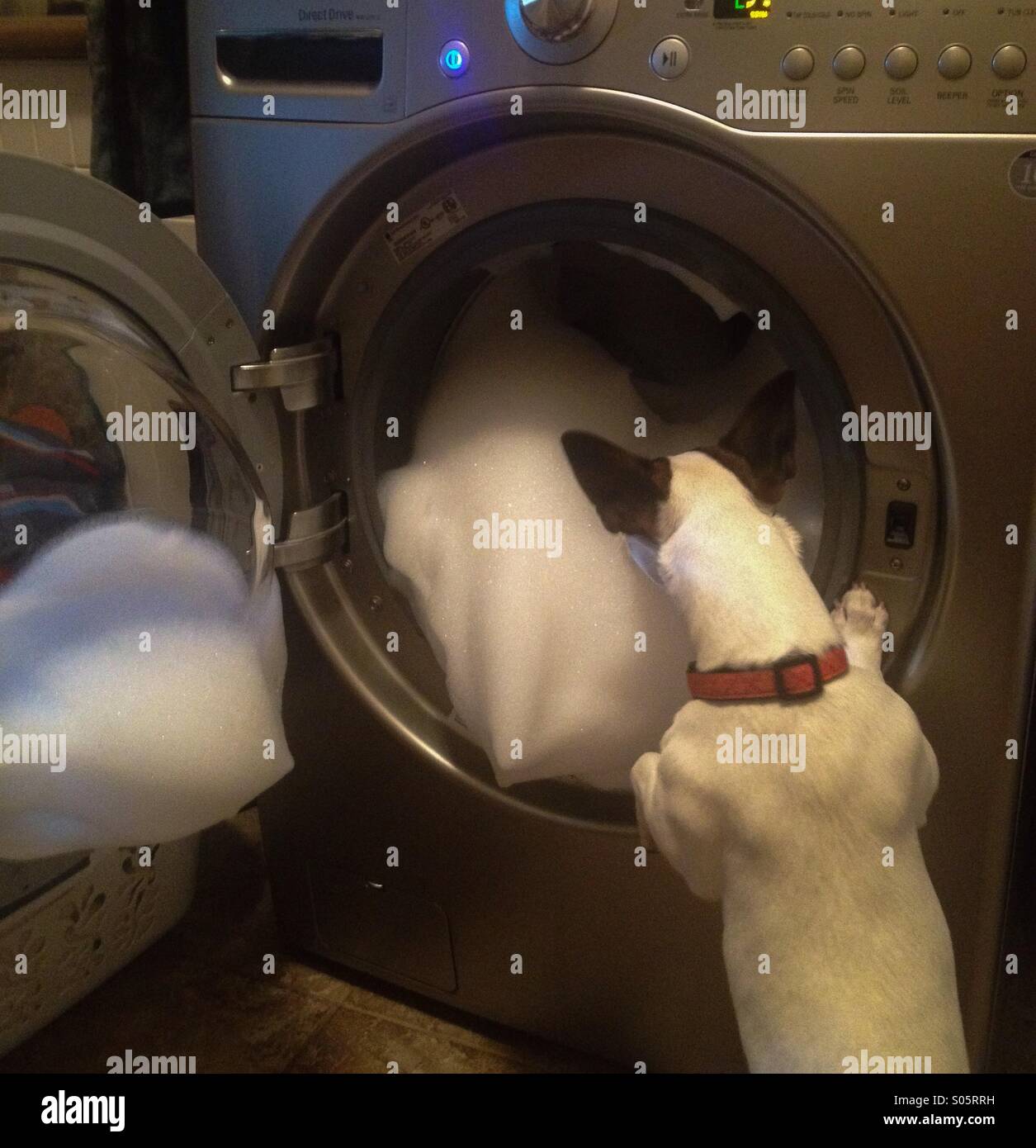 Daisy dog checking out 'mom's' laundry mishap, inspecting all that fluffy foam. - Smartphone Captured Stock Image