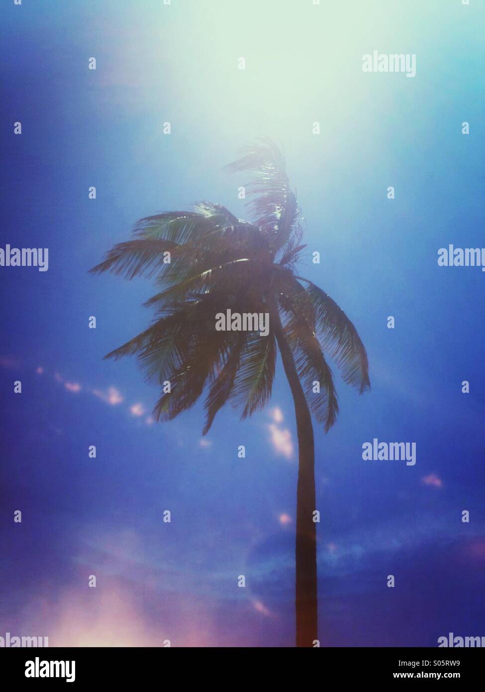 Coconut palm tree blowing in the wind. - Smartphone Captured Stock Image Coconut palm tree blowing in the wind. - Smartphone Captured Stock Image