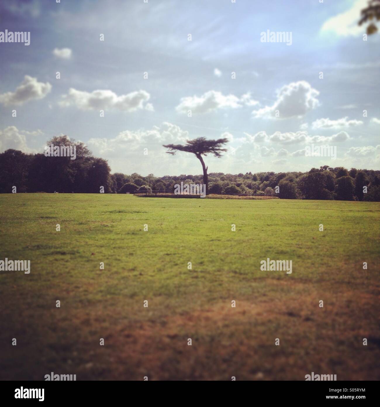 Cassiobury Park in Watford, Hertfordshire - Smartphone Captured Stock Image