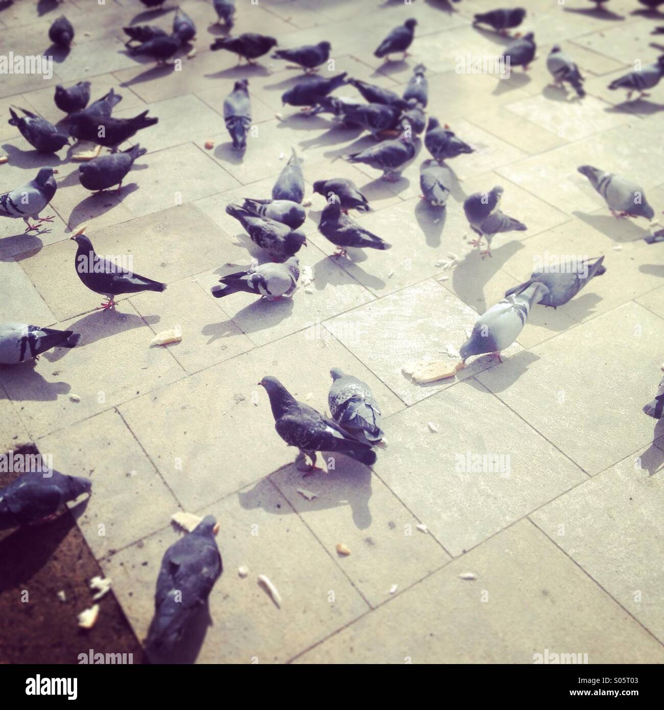 Pigeons eating bread on the ground Stock Photo