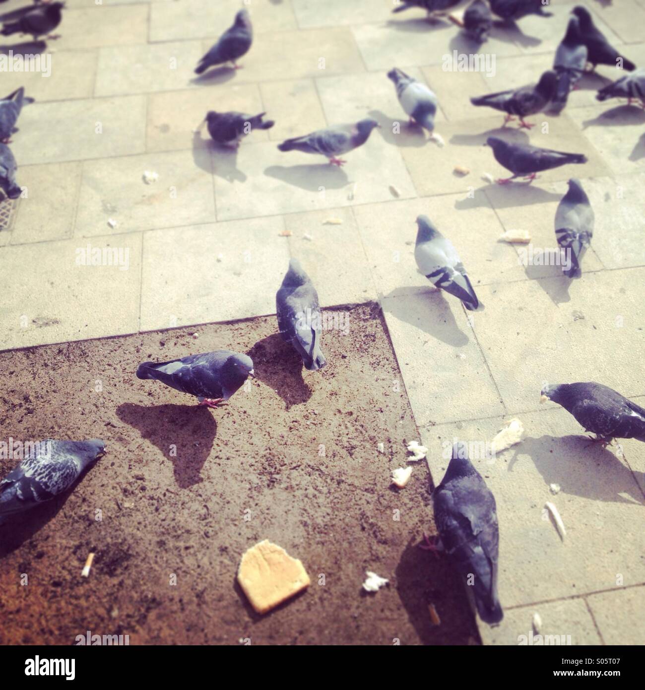 Flock of pigeons eating bread - Smartphone Captured Stock Image